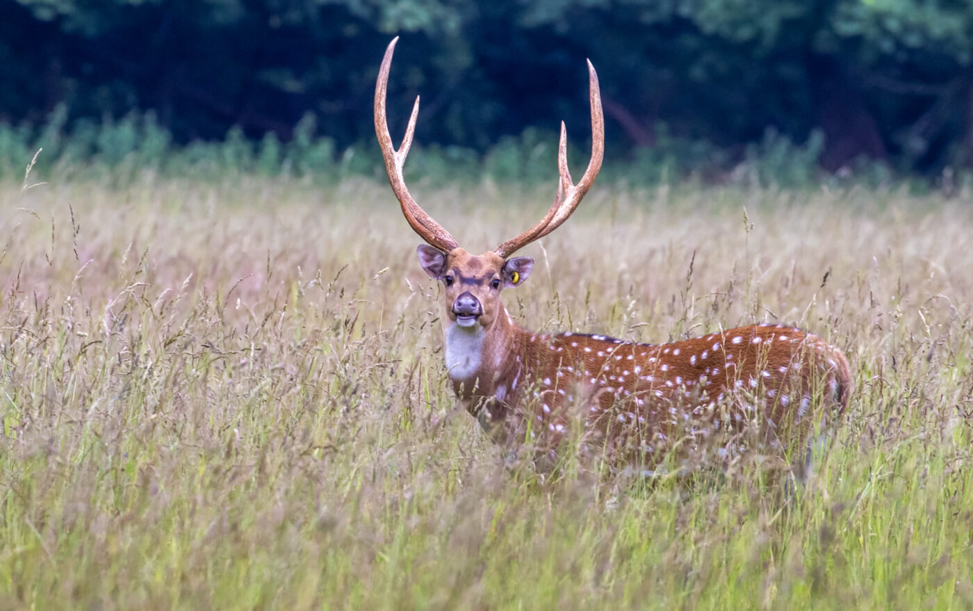 Axis Deer by Phil Stone, Watatunga, Norfolk