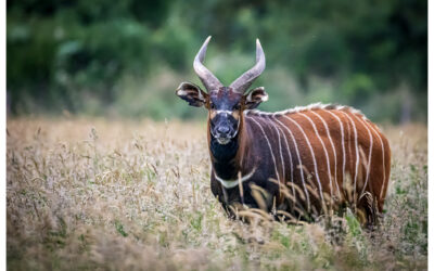 Europe’s Only Zoo with a Bachelor Bongo Group