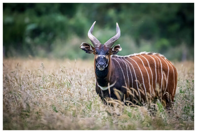 Mountain bongo, Mtoto, by Gareth Clifford