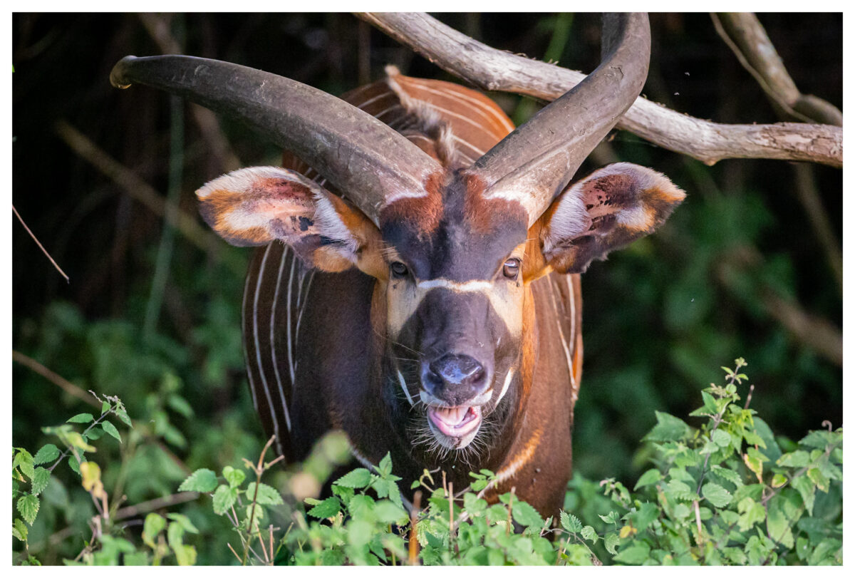 Mountain bongo, Arusi, by Gareth Clifford