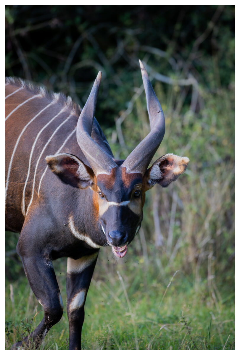 Mountain bongo, Mwisho, by Gareth Clifford