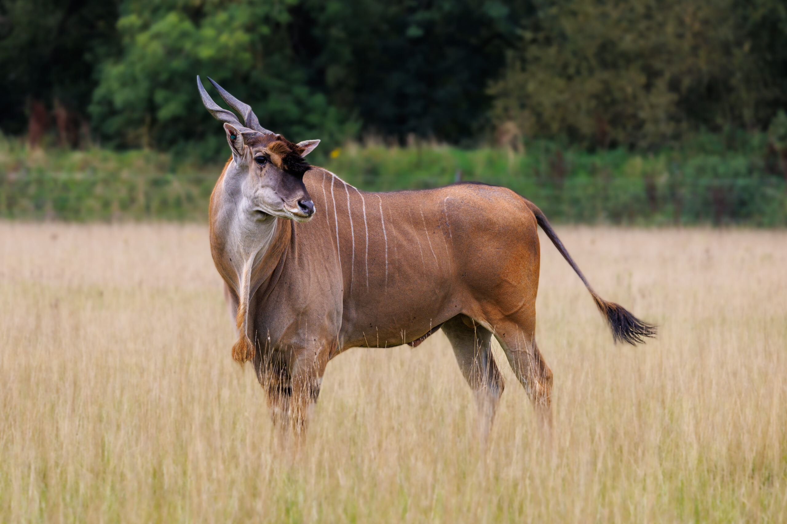 Eland, Watatunga, Norfolk by Phil Stone