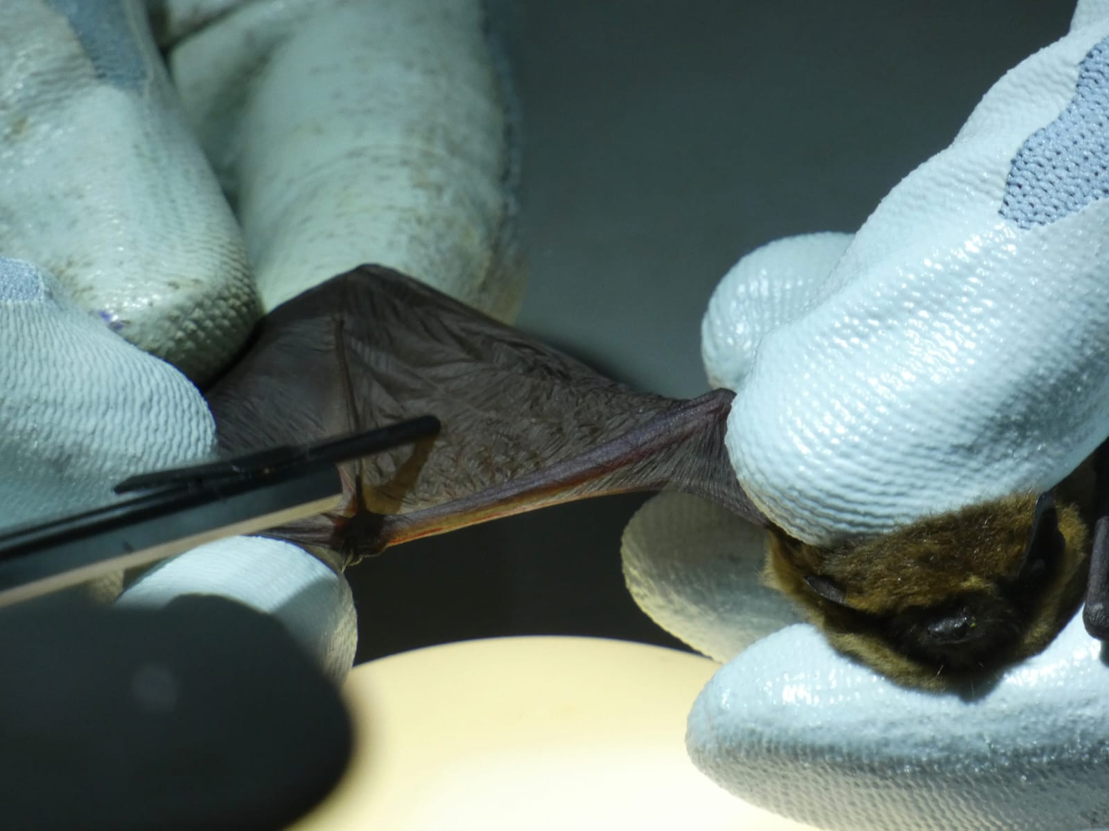 Assessing bats at Watatunga