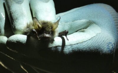 Bat Research Night at Watatunga Wildlife Reserve