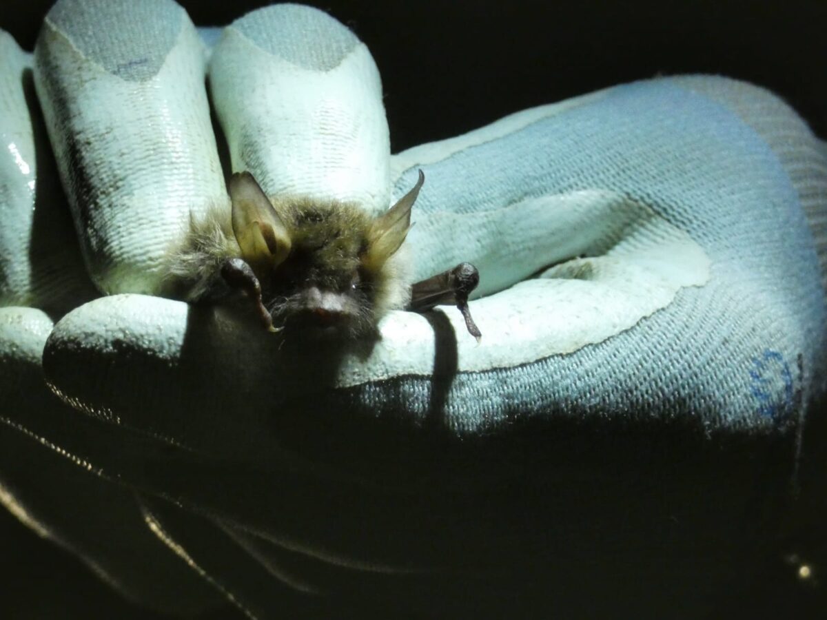 Bat survey at Watatunga