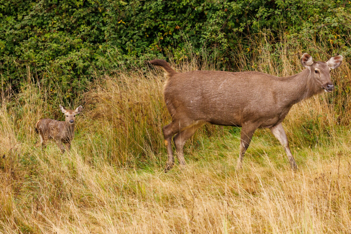 Indian Sambar, Watatunga, Norfolk by Phil Stone