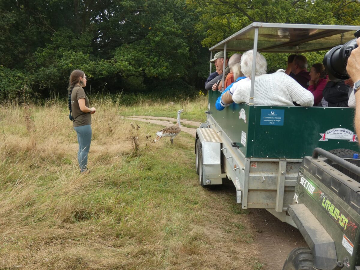 Miranda introducing guests on a trailer tour to Dave the Great Bustard. Taken by Ewan Bimpson