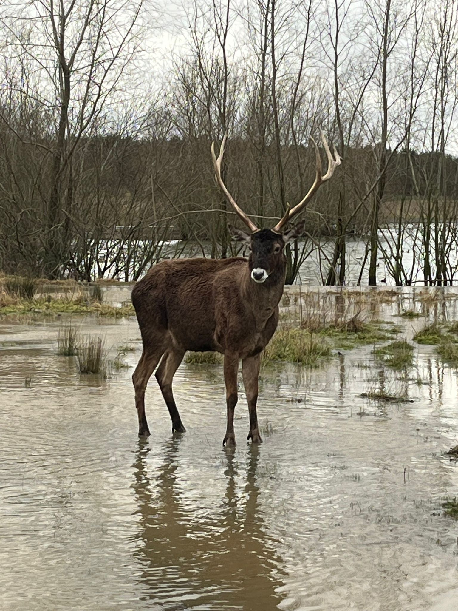 White Lipped Deer in a flooded Watatunga