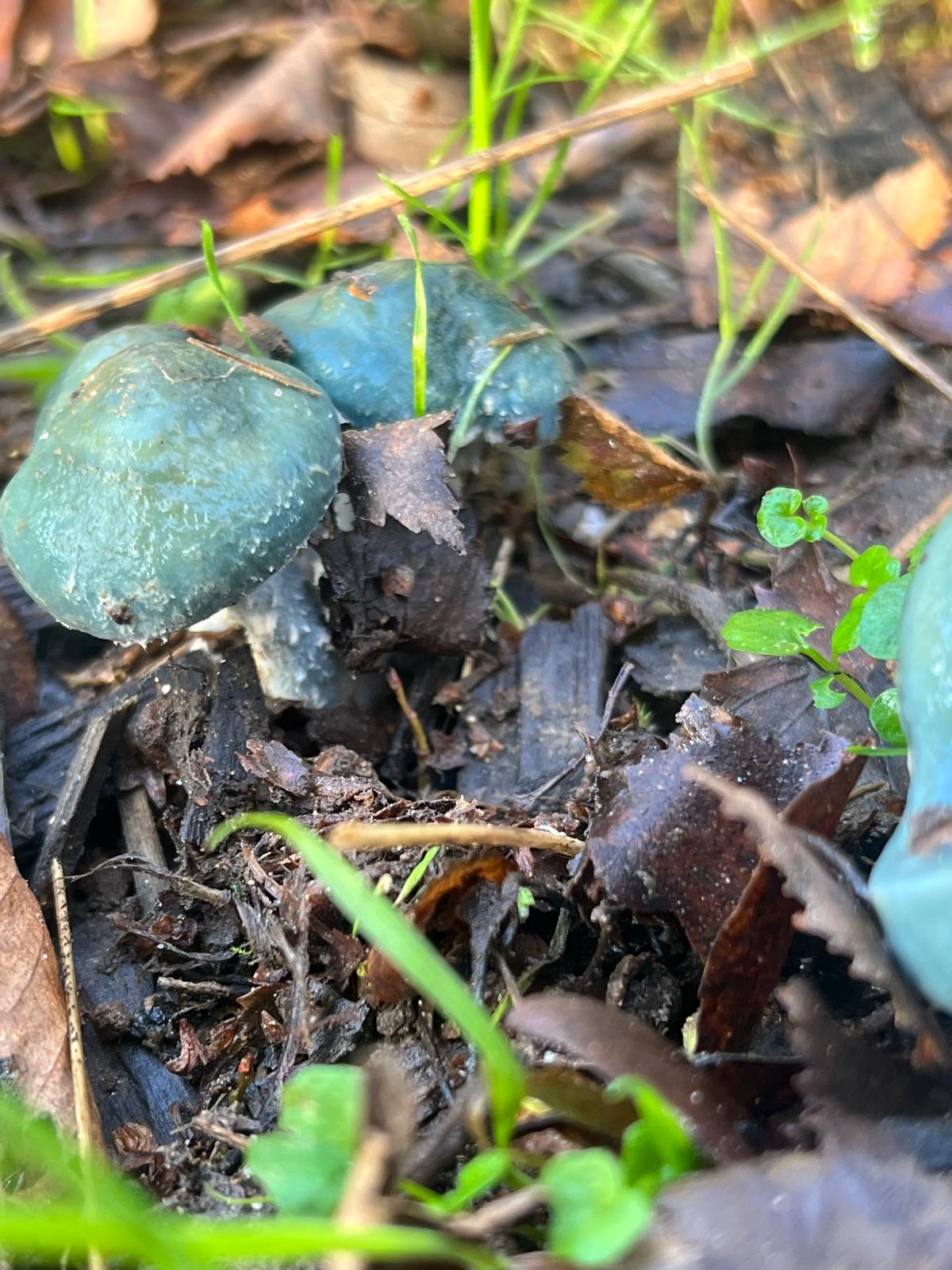 Blue Roundhead at Watatunga