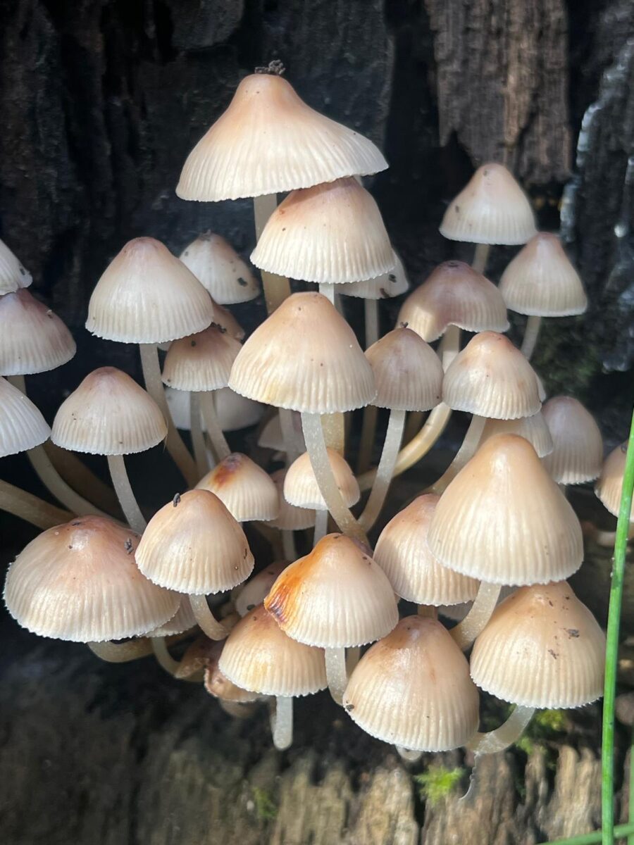 Unidentified fungi at Watatunga