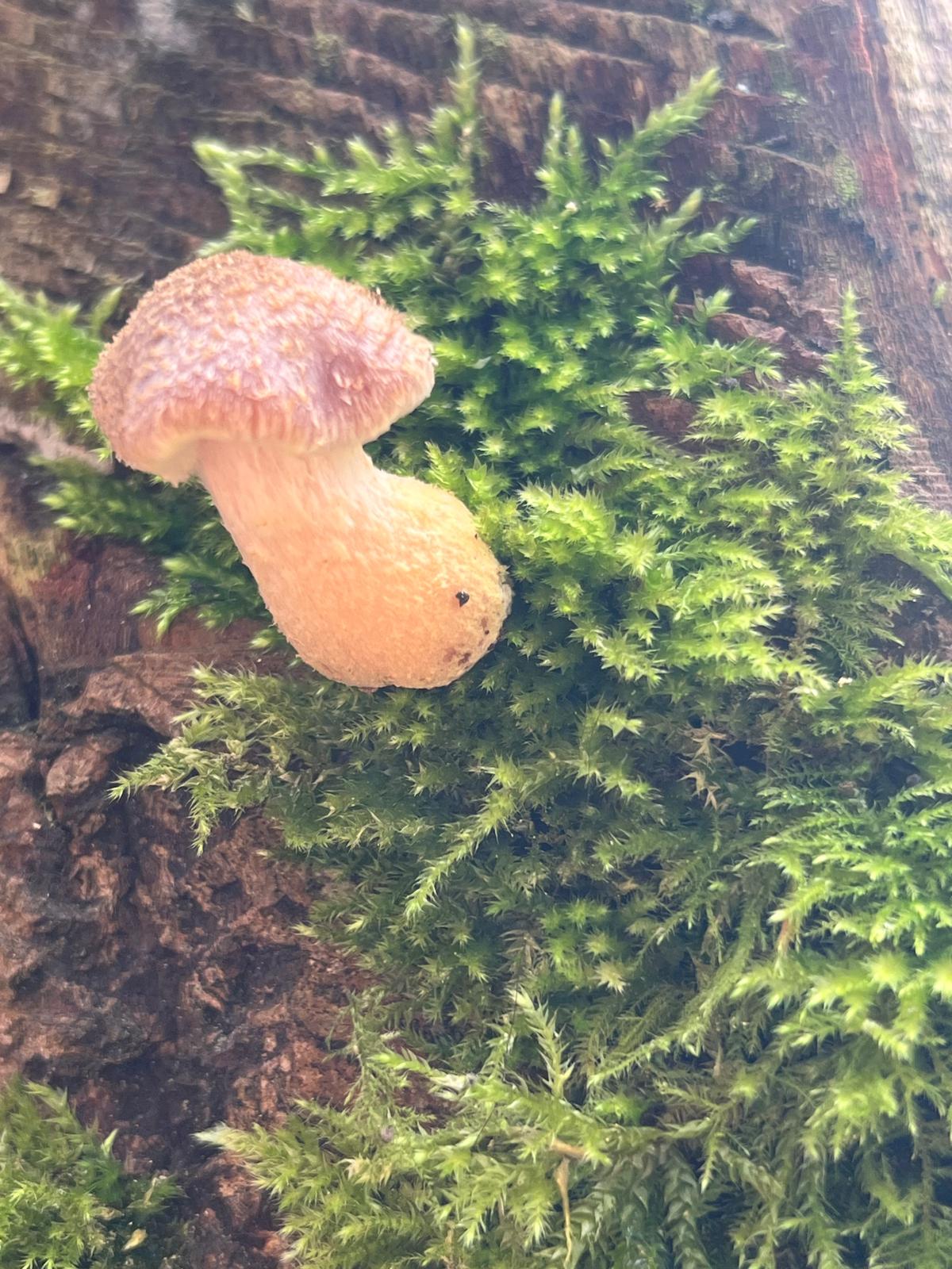 Honey fungus at Watatunga