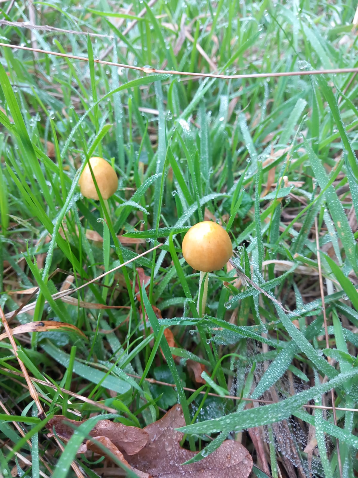 Yellow field mushrooms at Watatunga