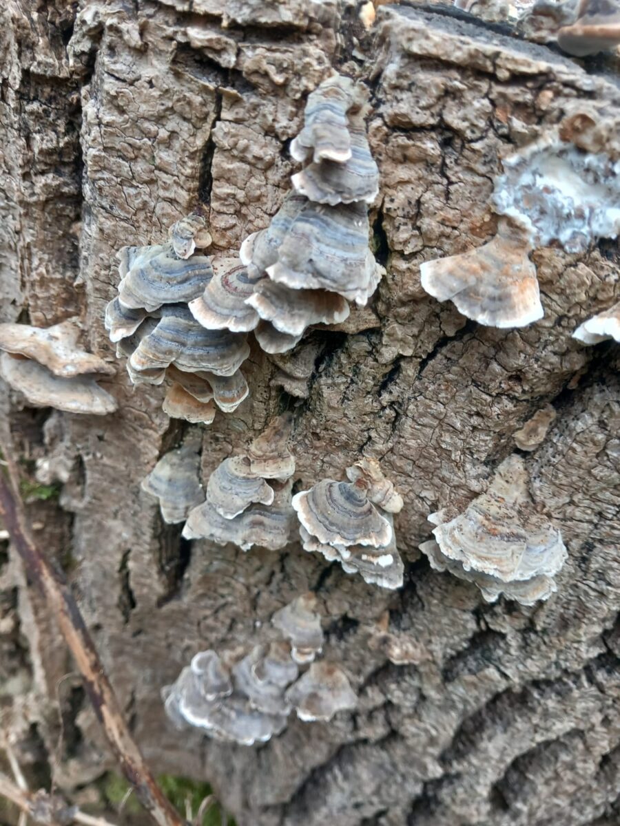 Turkey tail at Watatunga