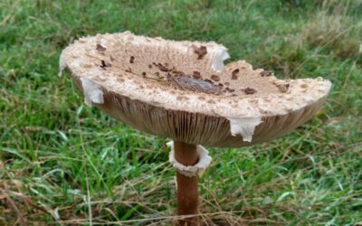 Finding and Identifying Fungi at Watatunga Wildlife Reserve