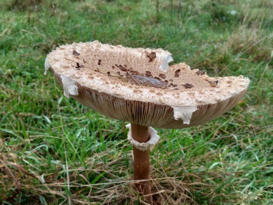 Finding and Identifying Fungi at Watatunga Wildlife Reserve