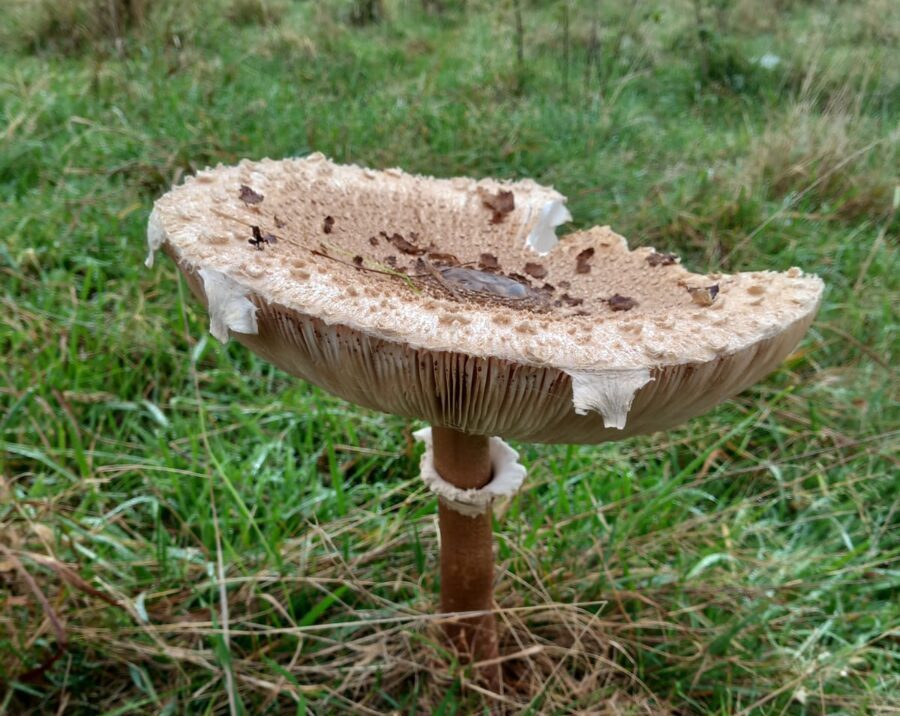 Macrolepiota procera (Parasol mushroom) at Watatunga