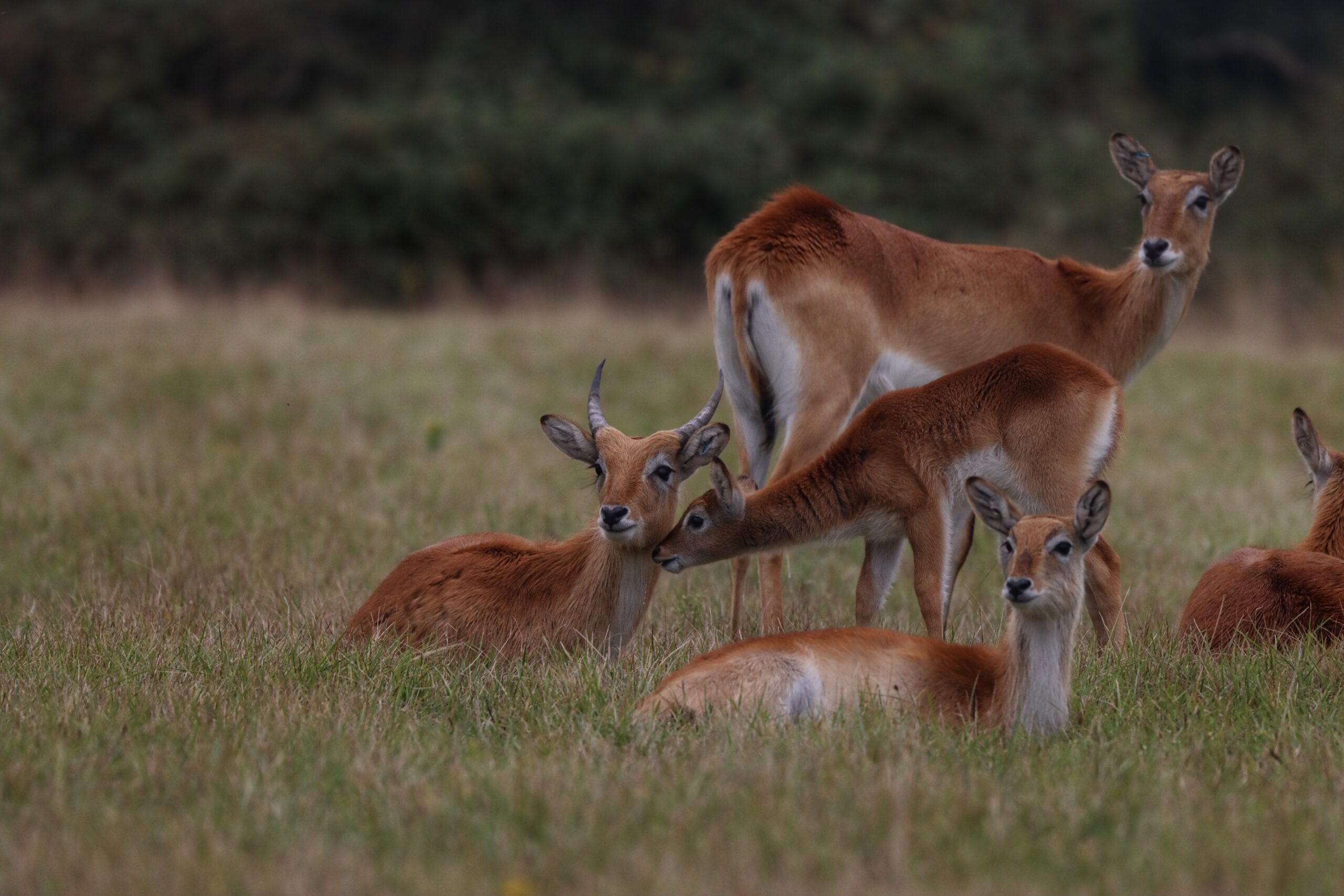 Lechwe by Ewan Bimpson