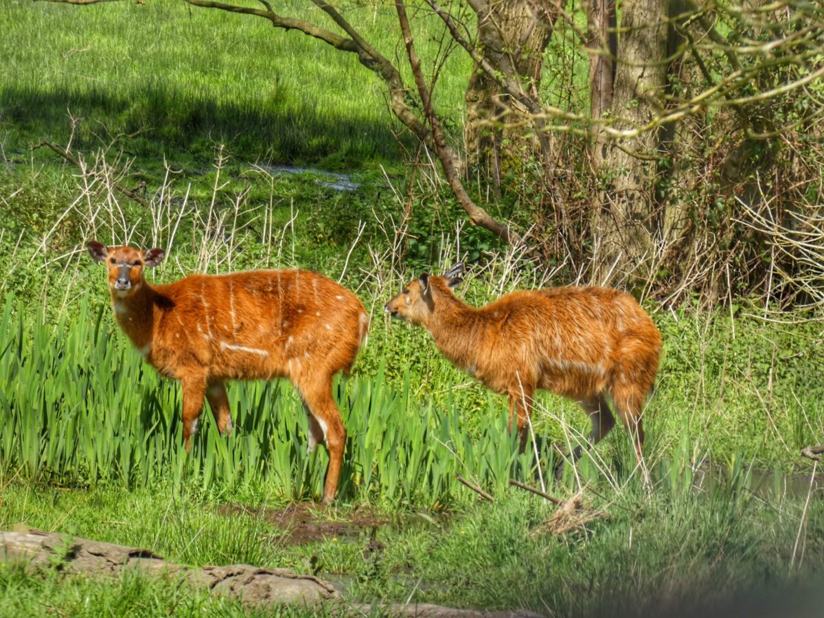 Sitatunga by Ewan Bimpson