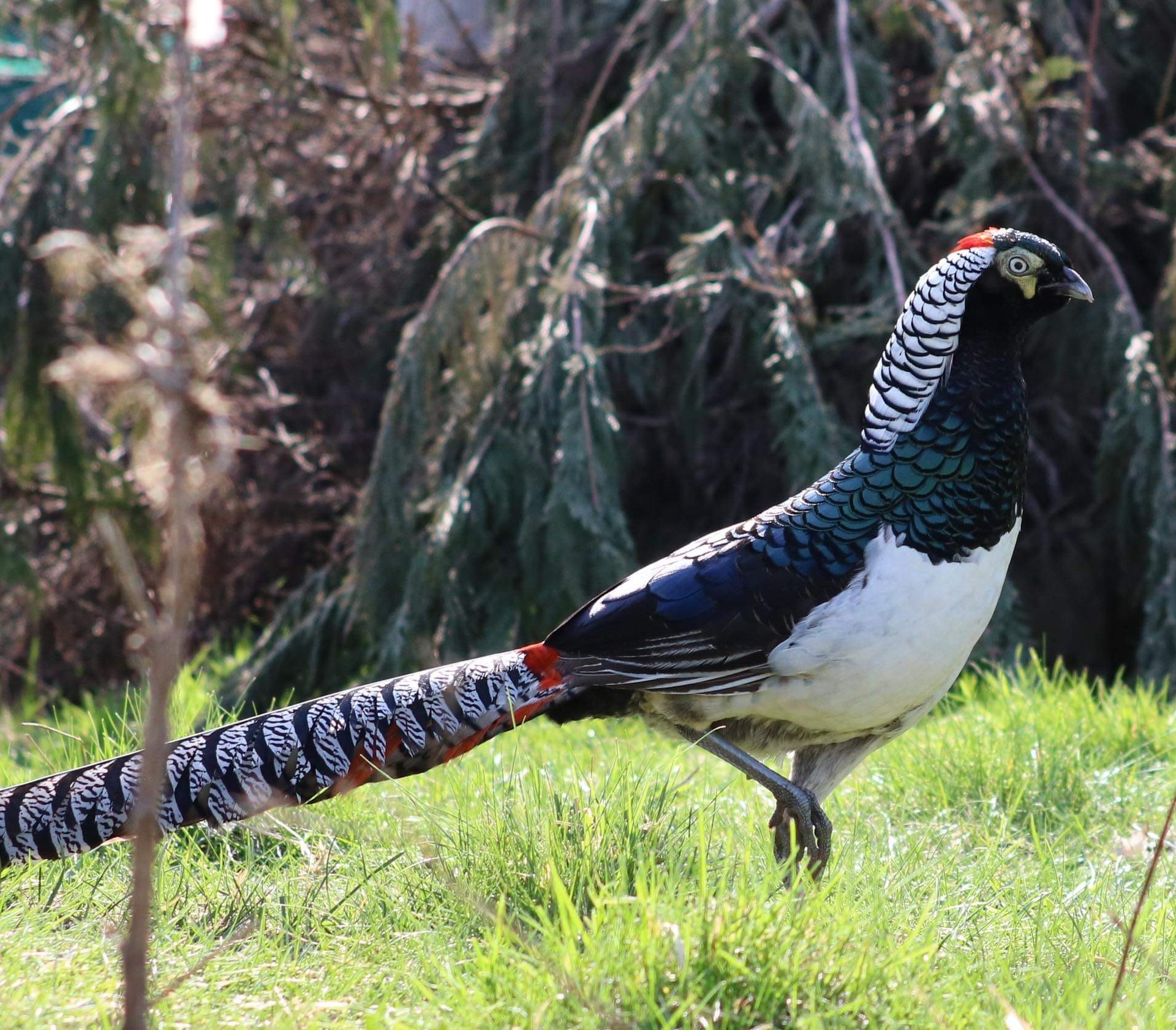 Lady Amherst Pheasant