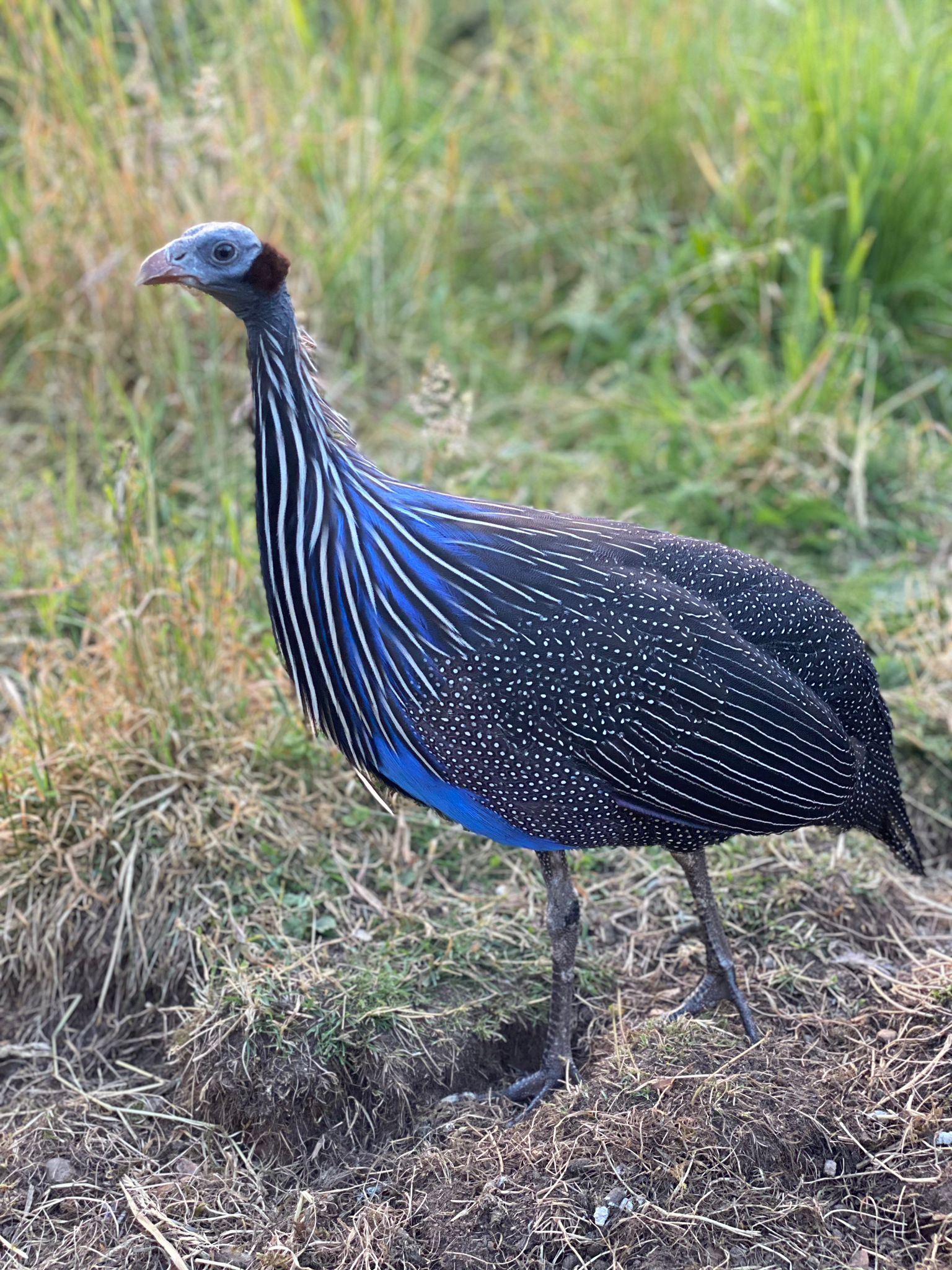 Vulturine Guineafowl