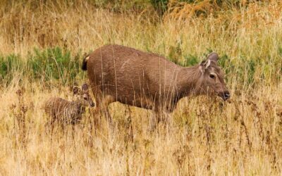 Watatunga Wildlife Reserve’s New Adventures for 2025