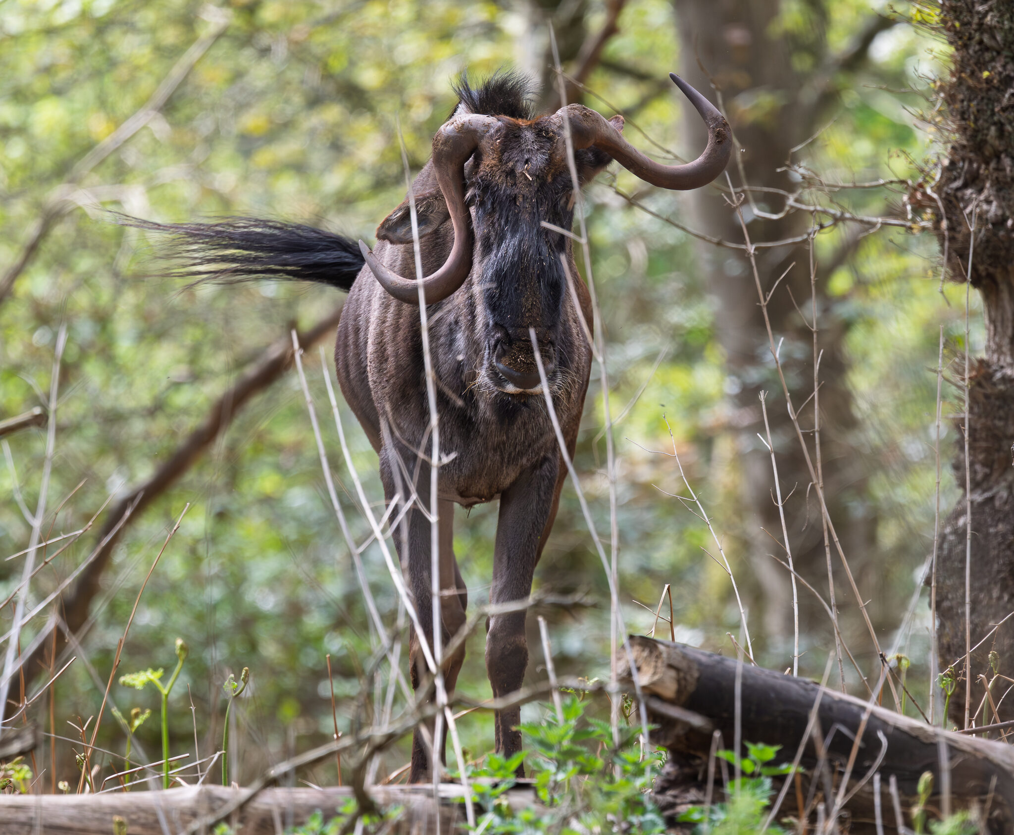 William the Wildebeest William the Wildebeest