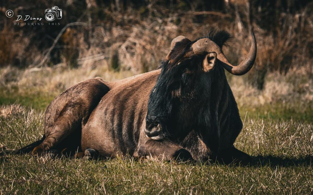 Wildebeest on norfolk reserve Wildebeest on norfolk reserve