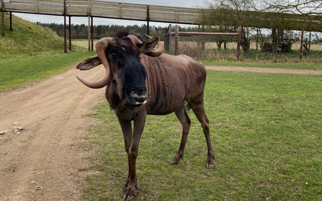 Watatunga Welcomes William the Wildebeest to Norfolk Reserve