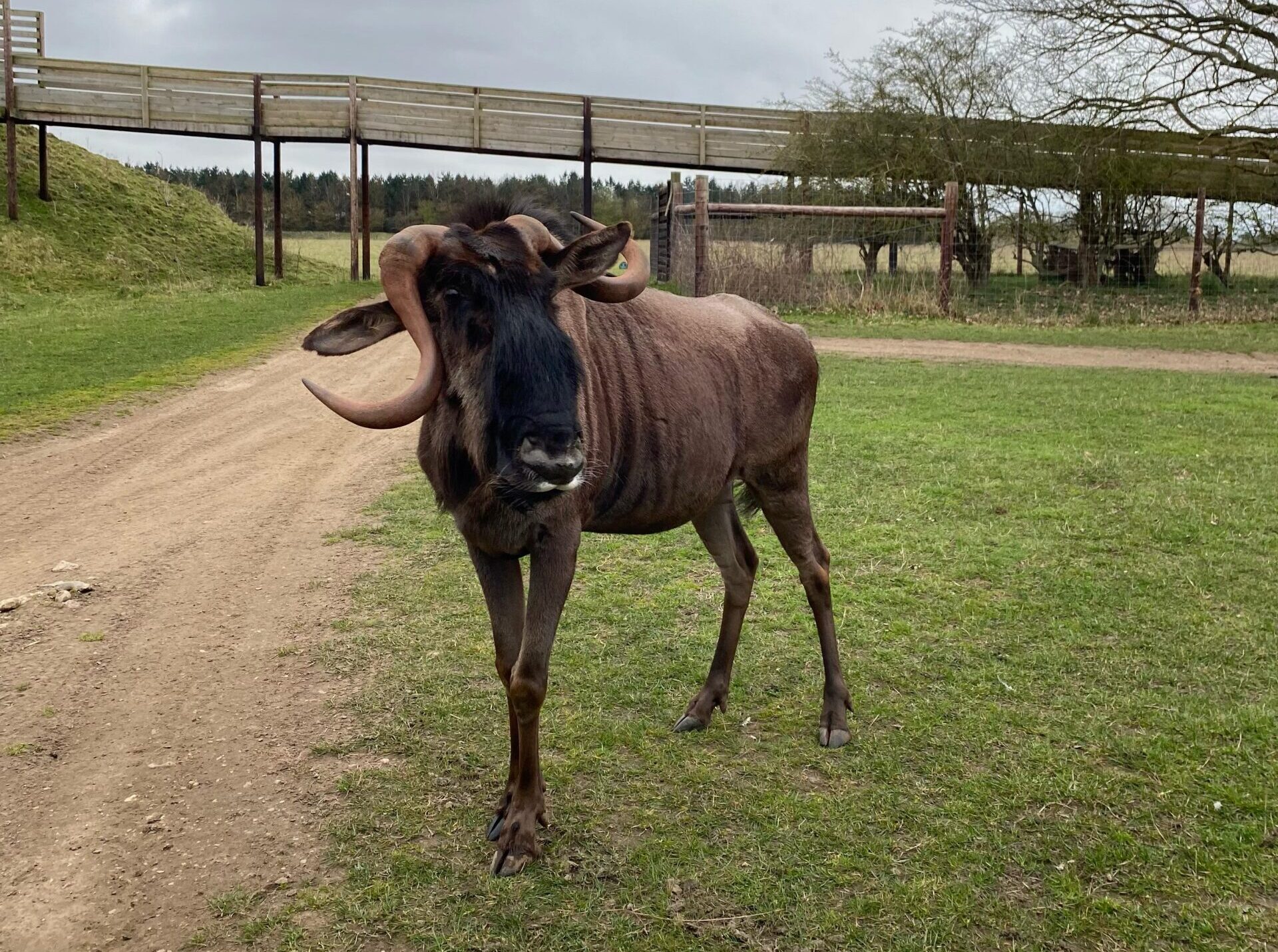 Wonky horned wildebeest on safari tour Wonky horned wildebeest on safari tour