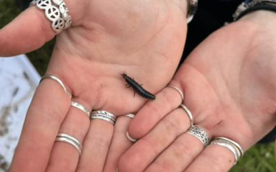 What Our Biodiversity Audit at Watatunga Revealed