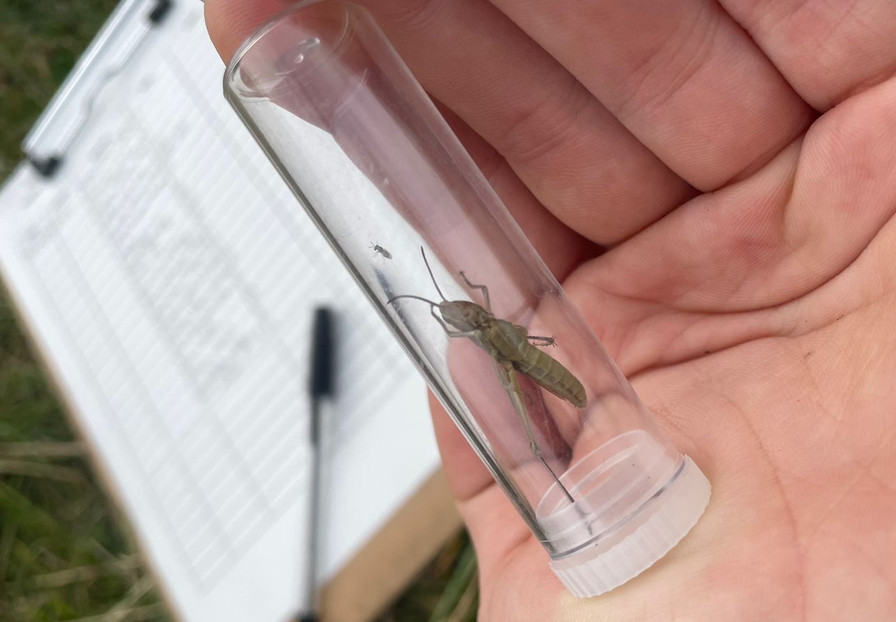 Insect research