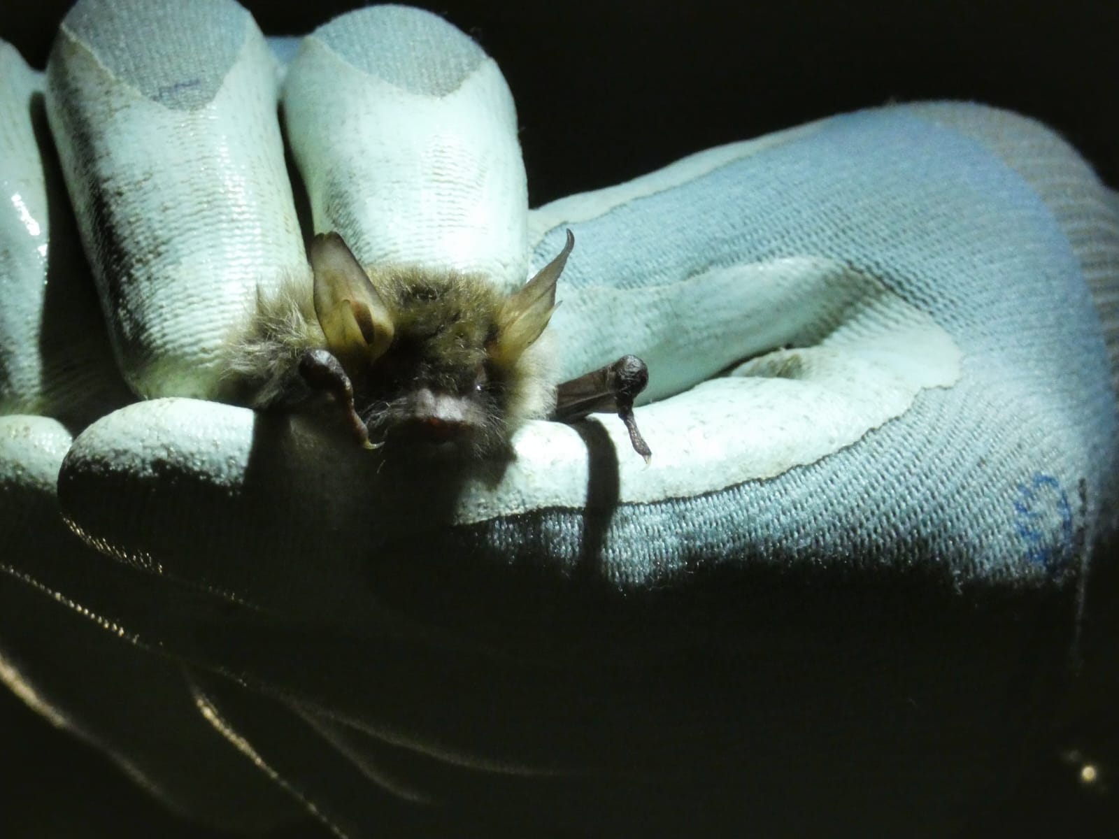 Bat Trapping