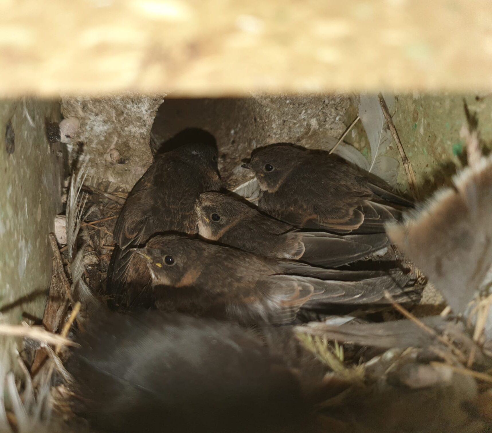 Sand Martin Conservation