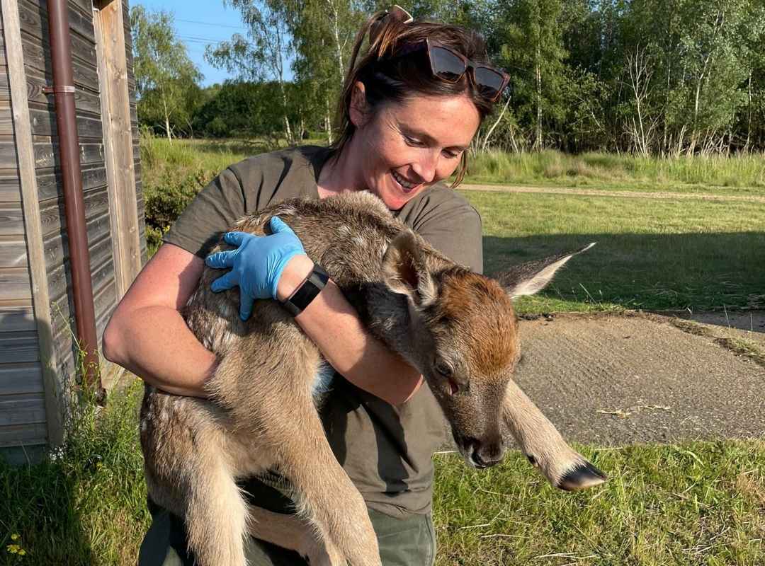 White lipped calf born at watatunga White lipped calf born at watatunga