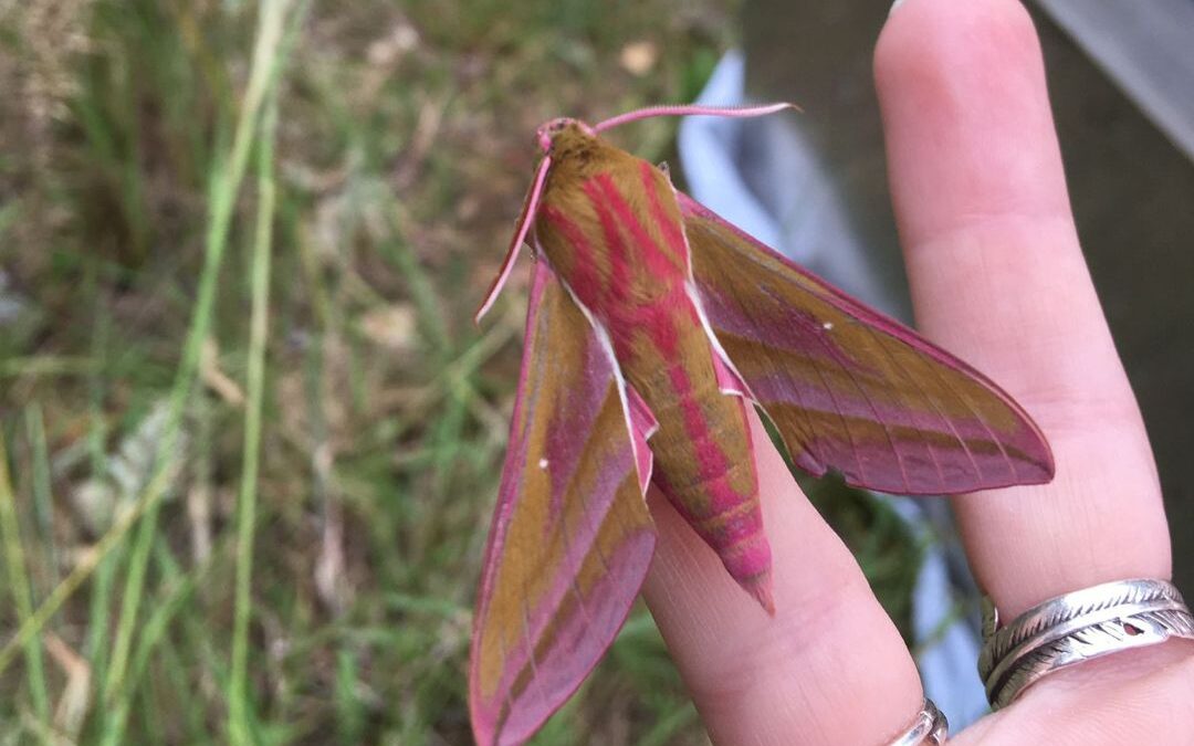 National Moth Week: What We’re Discovering at Watatunga
