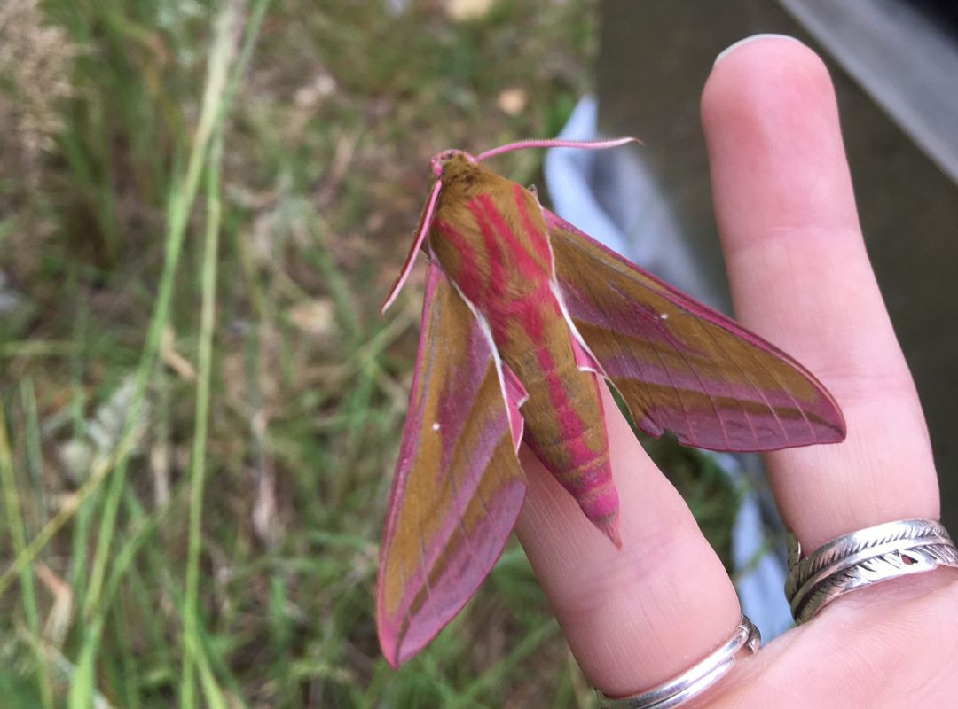 Elephant Hawk Moth for national moth week Elephant Hawk Moth for national moth week
