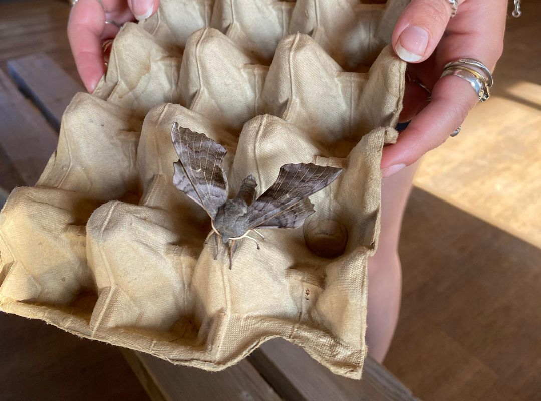 Hawk Moth Hawk Moth