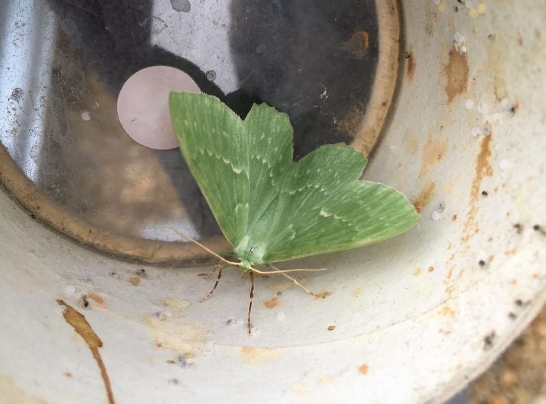 Moth Survey results