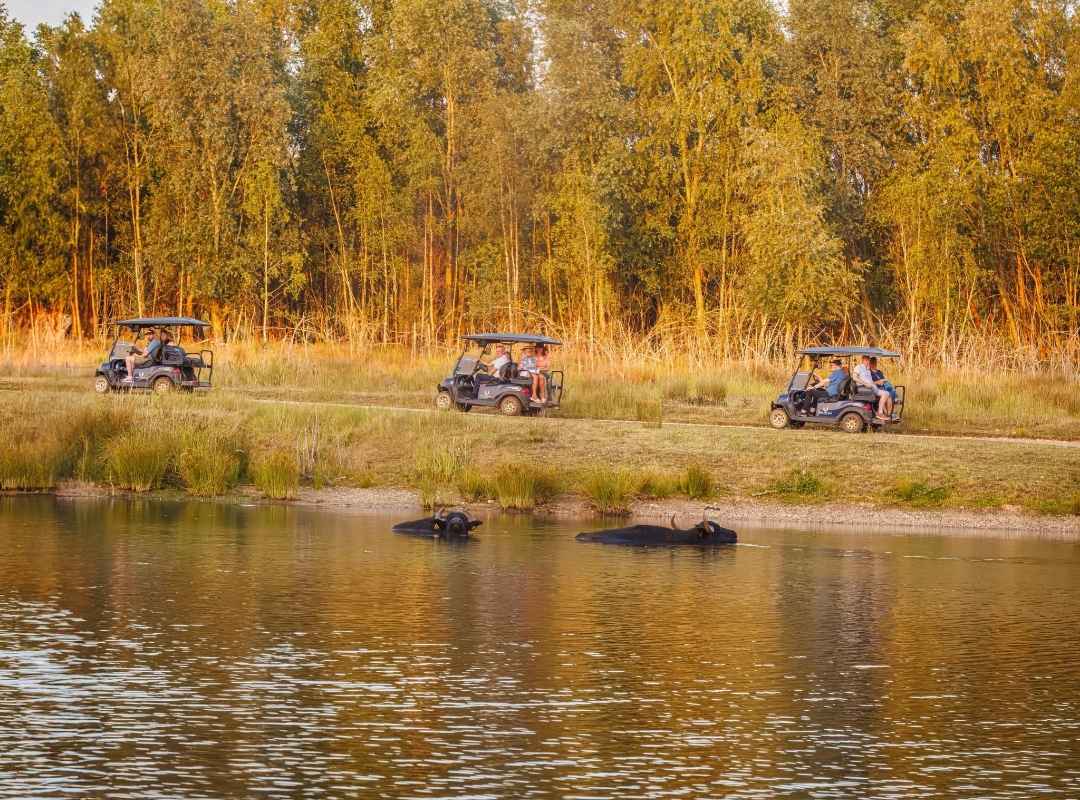 Buggies on an autumn tour