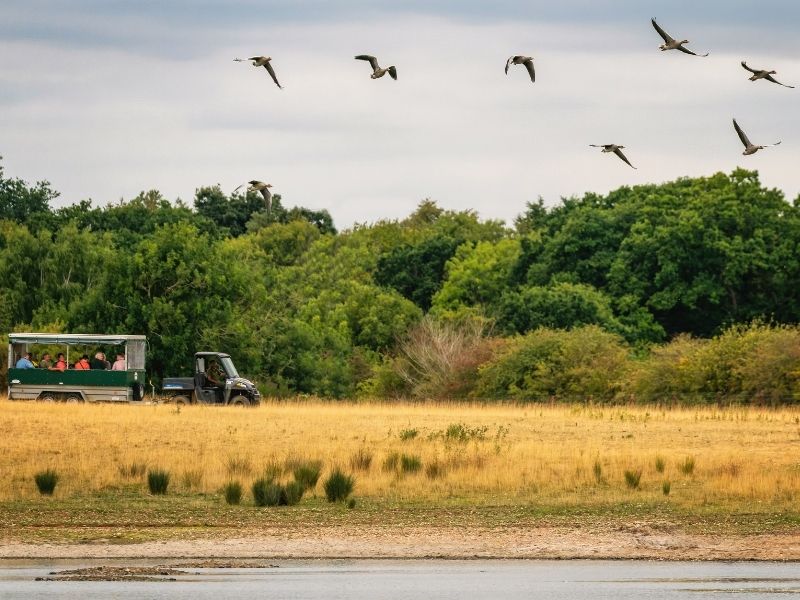 Norfolk Wildlife Activities