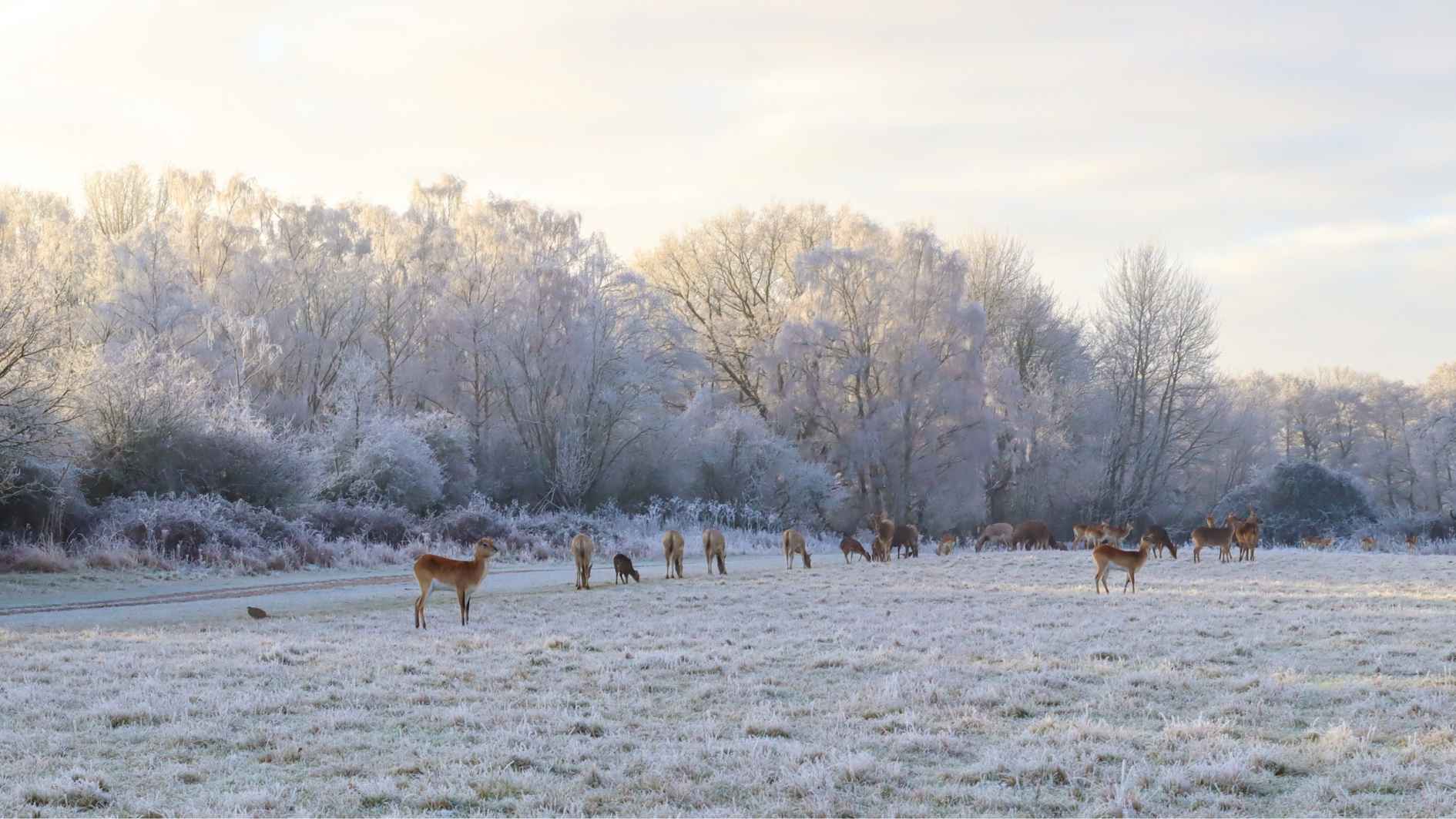 Winter Safari Animals on tour