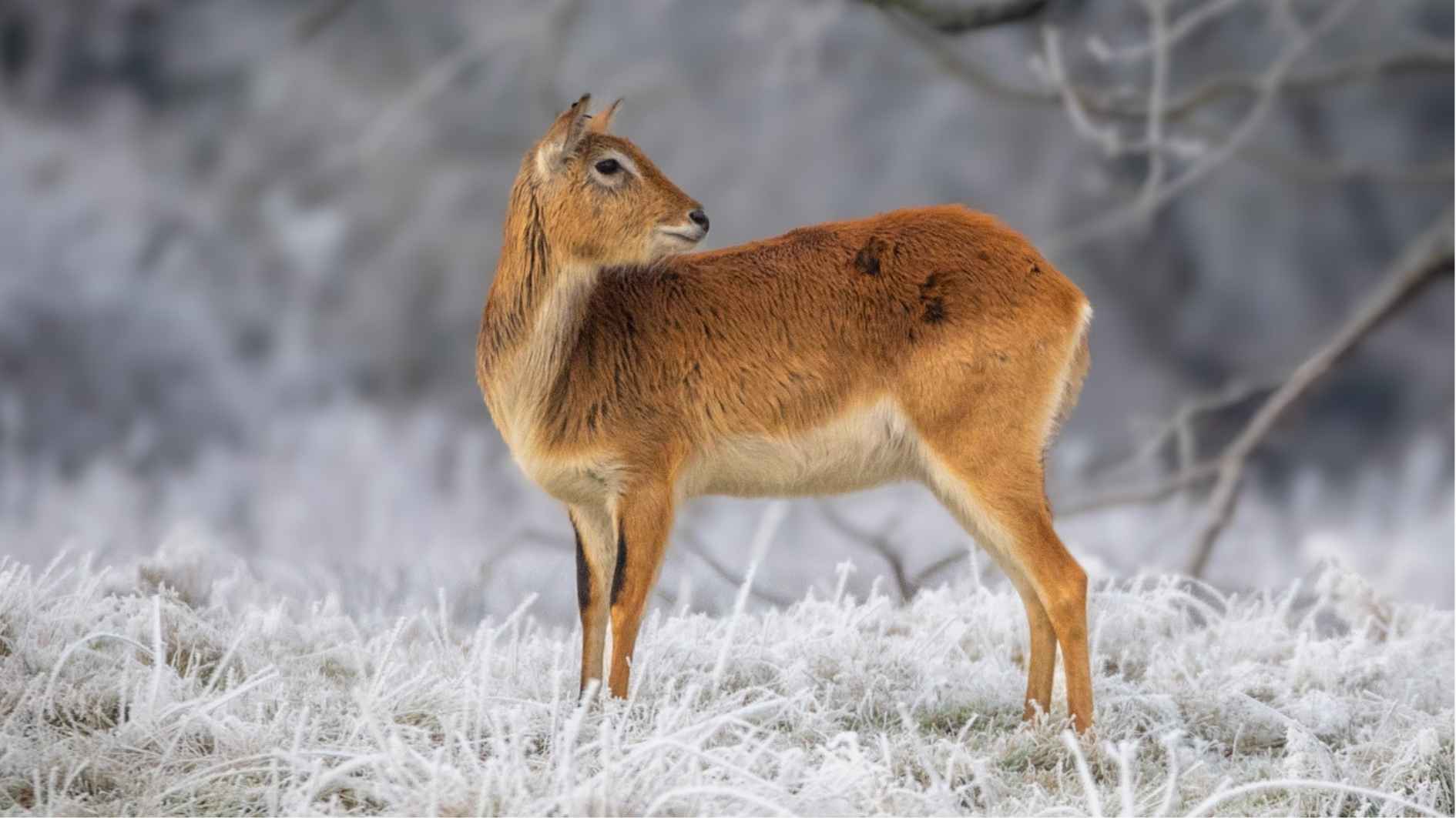Winter Safari Sighting Lechwe