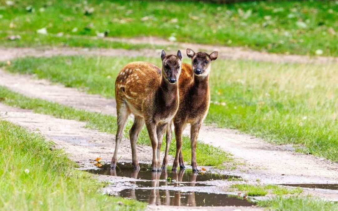 Endangered Visayan Spotted Deer Arrive at Watatunga