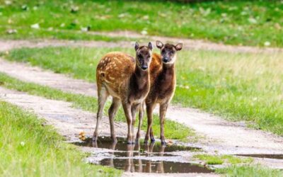 Endangered Visayan Spotted Deer Arrive at Watatunga