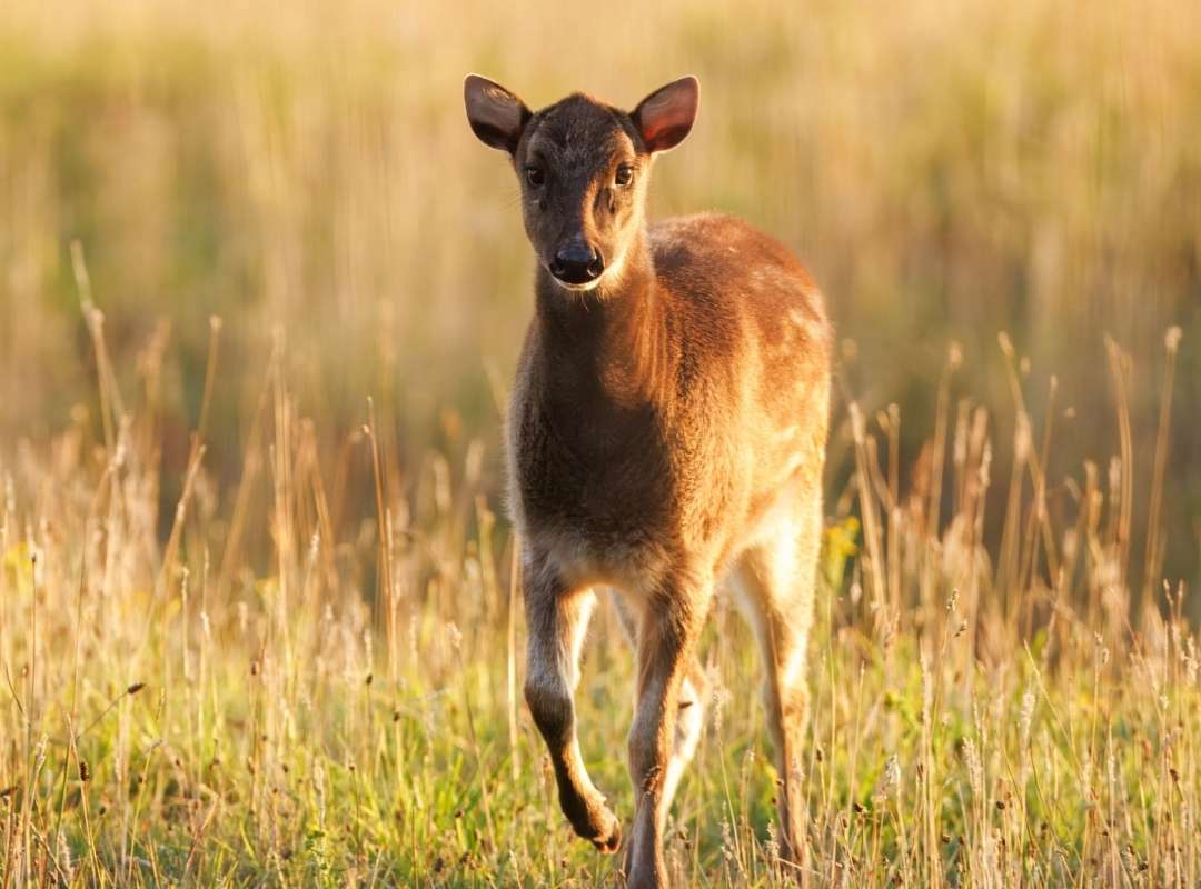 Female Visayan Spotted deer
