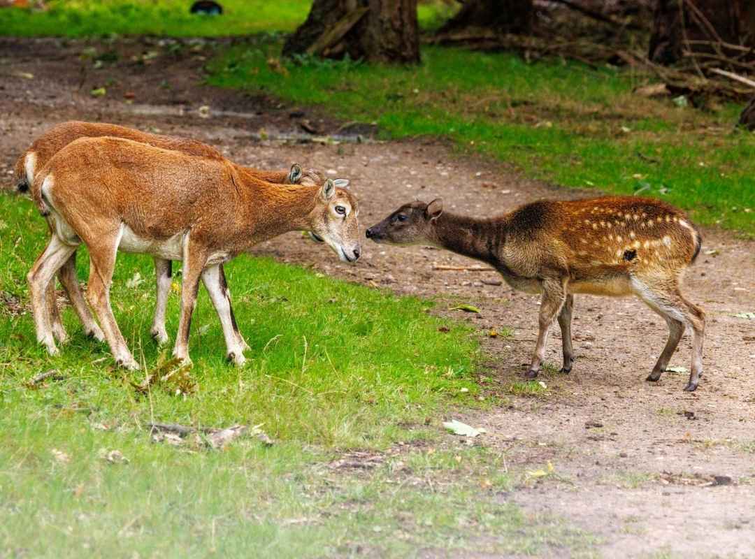 Visayan Spotted Deer meeting Mouflon, Watatunga
