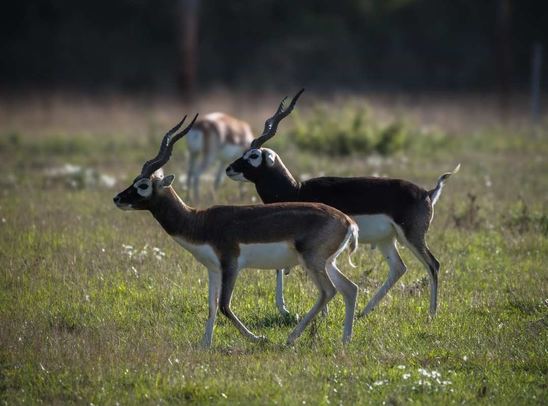 Black Buck - Gareth Clifford - Wildlife Experience Black Buck - Gareth Clifford - Wildlife Experience