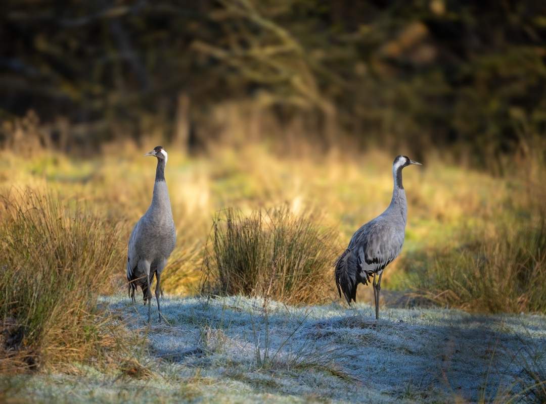 Eurasian Cranes On Winter Safari Eurasian Cranes On Winter Safari