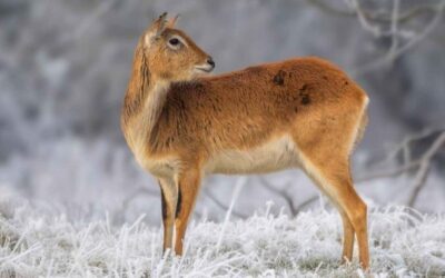 Watatunga Opens for Winter Safari Tours