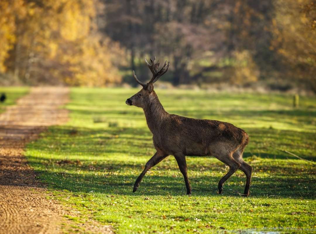 Barasingha on Private Wildlife Tour